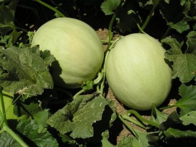 #ad Honeydew Green Flesh Melon Seeds NON GMO Variety Sizes Sold FREE SHIPPING $14.24