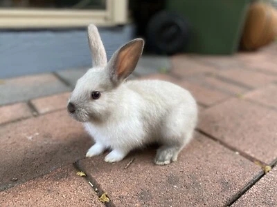 baby rabbits for sale gumtree