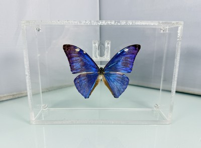 Real Morpho Aurora Specimen Beautiful Purple Holo Metallic Wings In Acrylic Case