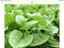 5+ Organic Green Malabar Spinach Big Leaves Seeds /Ceylon/Mồng Tơi