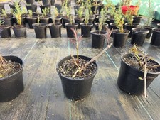 Sambucus Nigra 2 litre pot