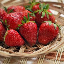 Annapolis Strawberry Bare Root Plants Early June Bearing – Hand Picked Nursery
