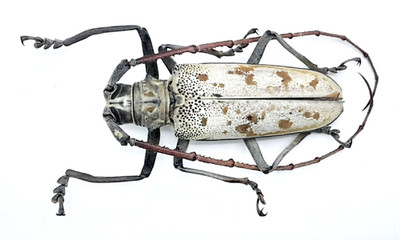 Cerambycidae, Batocera maculata, male, A1, 49 mm, Sumatra, #CB479