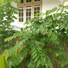 Katuk (Sweetleaf Bush) - Sauropus androgynus - Live Plant