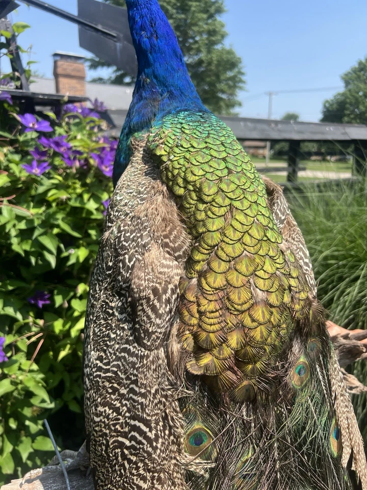 India Pavo Real Azul, Montaje en Pared, Pavo Real, Taxidermia Pavo Real, Taxidermia Premium Foto 3 de 4