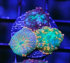 DIYreefer Live Coral WYSIWYG Rainbow Rhodactus Mushroom Combo Frag