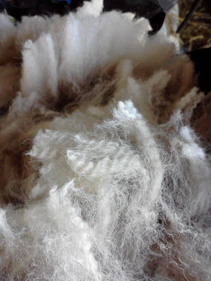 3 Pounds Llama Wool! Free Shipping. Fine fiber. Sustainable, Natural And Organic - Image 3 of 4