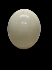 Ostrich Egg Large blown out empty egg shell 5.5” craft collector Smooth/Clean