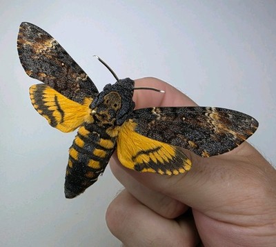 Acherontia Atropos A- Set Präparat. Flügel gespreizt. Entomologie Sammlerstück.
