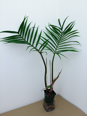PHILODENDRON TORTUM +Free Heat! AWESOME FERN LIKE LEAF very cool & unusual  | eBay