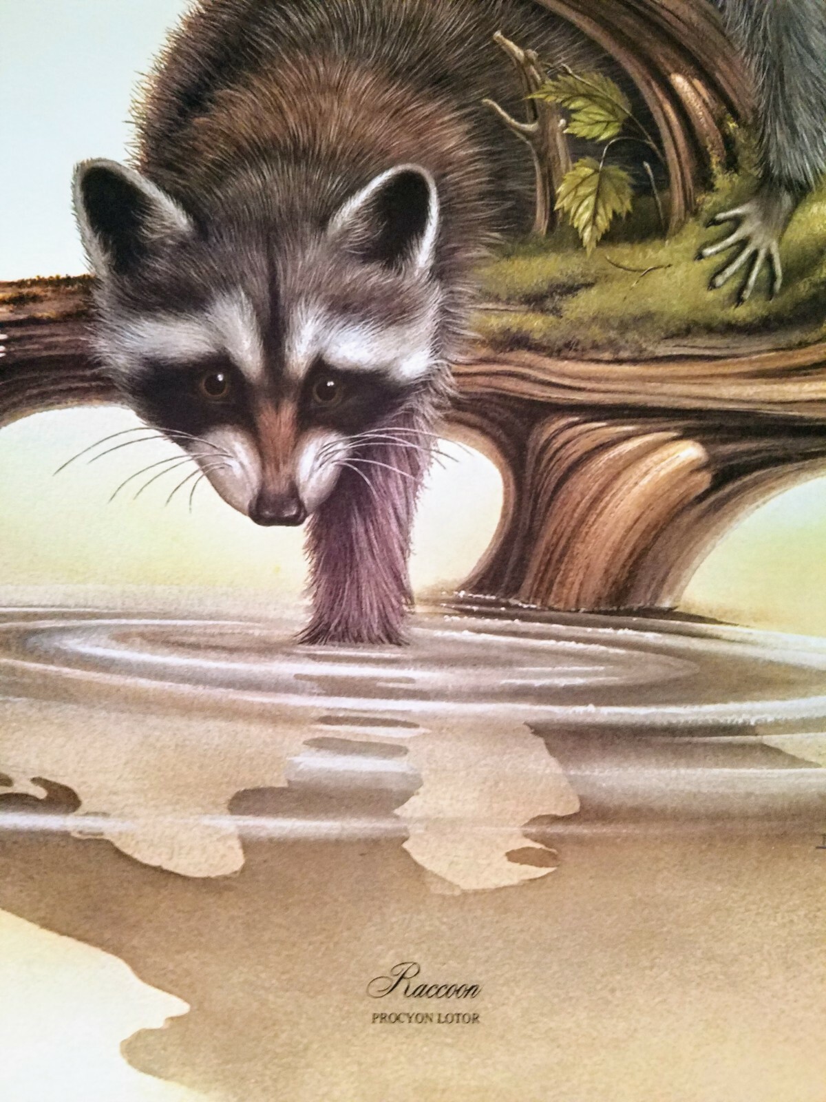 Vintage Dietmar K. Krumrey RACCOON Procyon Iotor Cottage Hill Wildlife