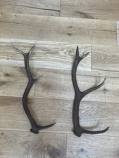 Red Deer Antler Horn