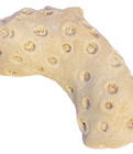 Fossil coral from Maryland Miocene — photo 3