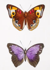 1835, H.L.E. PAUQUET ORIGINAL ANTIQUE WATERCOLOURS ON EXOTIC BUTTERFLIES YBY