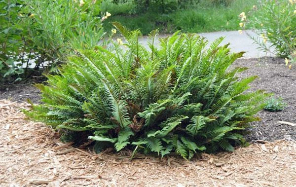 omega spore from alan's ferns オメガ 観葉植物