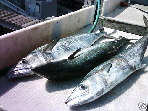 15 Kingfish Rigs * Live Bait * Heavy 58lb. backends * Mustad & VMC Hooks