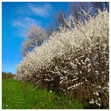 50 Blackthorn Hedging 40-60cm, Prunus Spinosa 2ft Sloe Hedge. Flowers