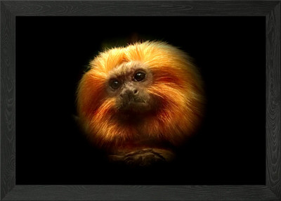 Goldener Löwe Tamarin Portrait auf Bla gerahmtes Wandbild Poster Leinwanddruck Bild