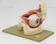 SOMSO CS2  Augenhöhle mit Augapfel  / Eyebal...