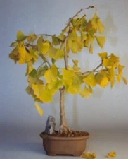 Ginkgo Bonsai Tree Live Plant Ginkgo Biloba Outdoor Maidenhair Tree 13-15 Inch
