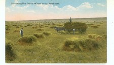 HARVESTING DRY GROWN WHEAT IN THE NORTHWEST-PRE1920--(FARM-79)