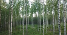10 SILVER BIRCH BETULA PENDULA TREE SAPLINGS 10-20CM BARE ROOT PLANTS Royal Mail