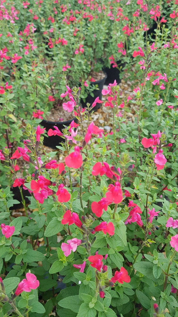 Sauge de Graham Salvia microphylla Rose résistante à la sécheresse en pot 4L
