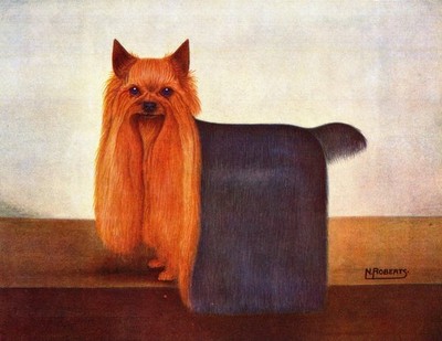 1930s Antique Yorkshire Terrier Art Print Champion Harringay Remarkable 6874f