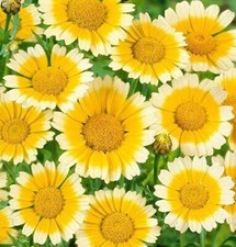 Garland Daisy Seeds 200 SEEDS  --BUY 4 ITEMS FREE SHIPPING