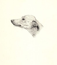Antique Whippet Print Thistledown of Ynys 1935 Wardle Whippet Art CFW 5769k