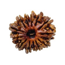 Arihant Gems  Jewels 13 Mukhi Nepali Rudraksha   Natural  Certified Orig
