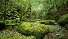 bulk live moss 5 gallon