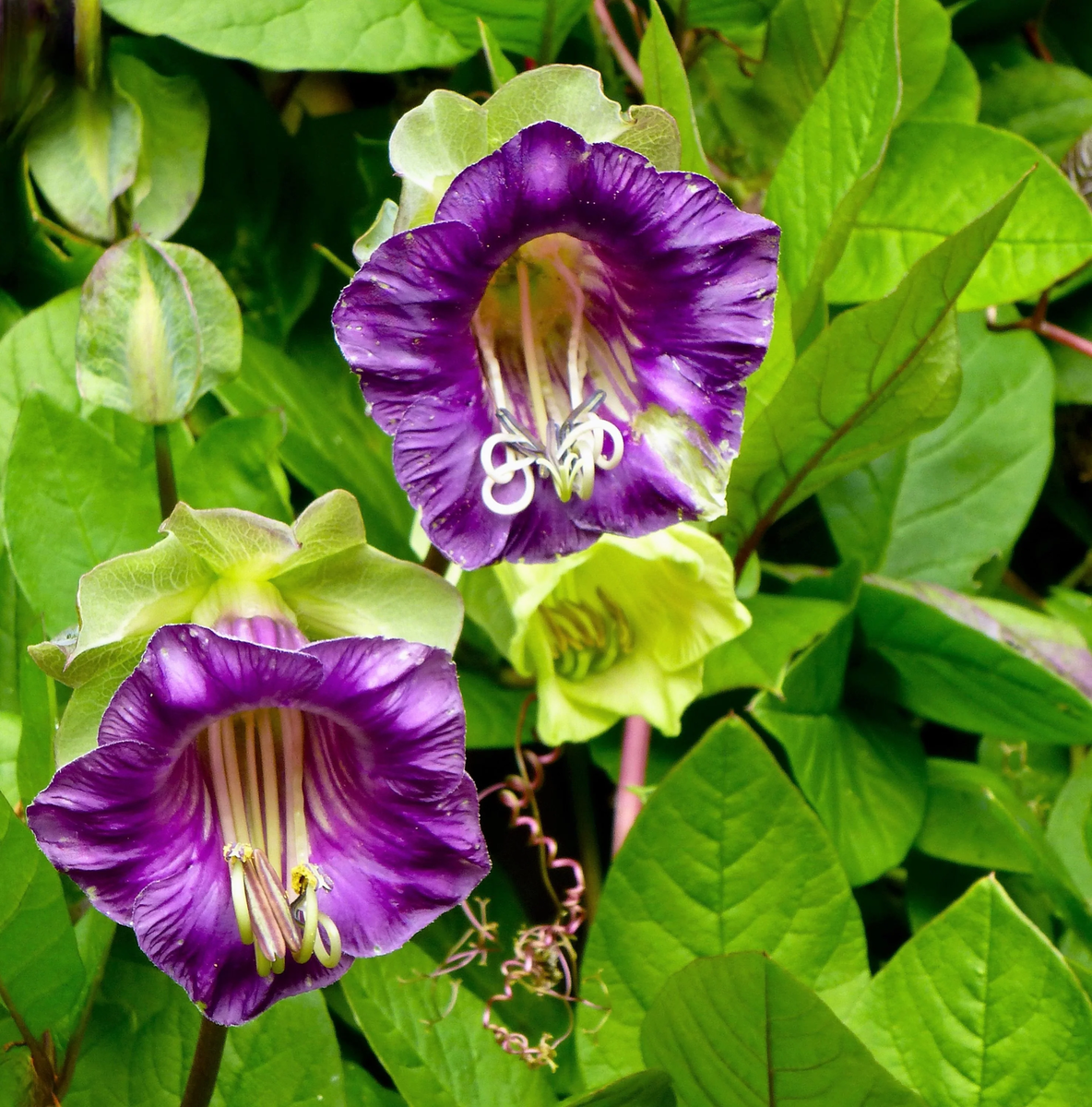 5 CUP & SAUCER VINE Cathedral Bells Cobaea Scandens Climber Purple