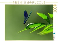 Calvendo Puzzle BlauflüGel-Prachtlibelle 1000 Teile Puzzle Quer | 1000 Teile Leg