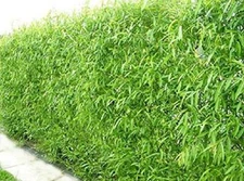 Natural Privacy Fence - 60 Ft Long - Grow 20 Fast Growing Hybrid Willow Trees