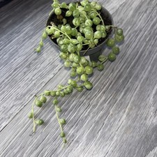 Senecio String Of Pearls