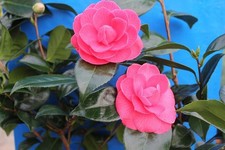 Camellia japonica Apollo 9cm  pot