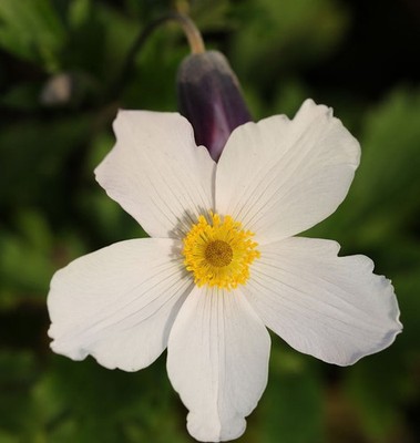 Japanische Herbstanemone Wild Swan - Anemone japonica