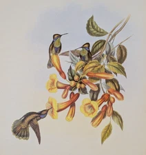 Gould MEXICAN VIOLET-EAT Hummingbirds Vintage Bird Art Print Bookplate 227