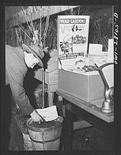 Washington, D.C. Victory gardening in the Northwest section. Buying top soil to