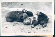 1945 Bears Animals Brookfield Zoo Il Hibernation Mid Day Siesta Vintage Photo