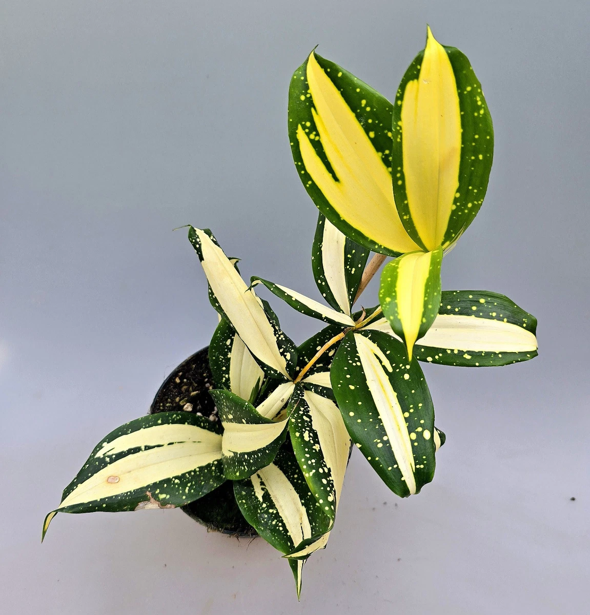 Dracaena Surculosa online kaufen | eBay.de