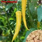 Golden Cayenne Hot Pepper, Gold Cayenne Chile Pepper Seeds | Non-Gmo