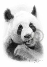 PANDA art pencil drawing print A3 / A4 sizes signed wildlife artwork