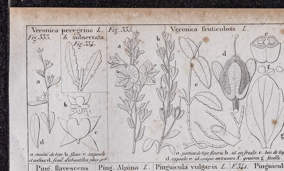 1834 - Fleurs Véronique - Gravure ancienne de botanique - Grassette commune - Photo 2/4