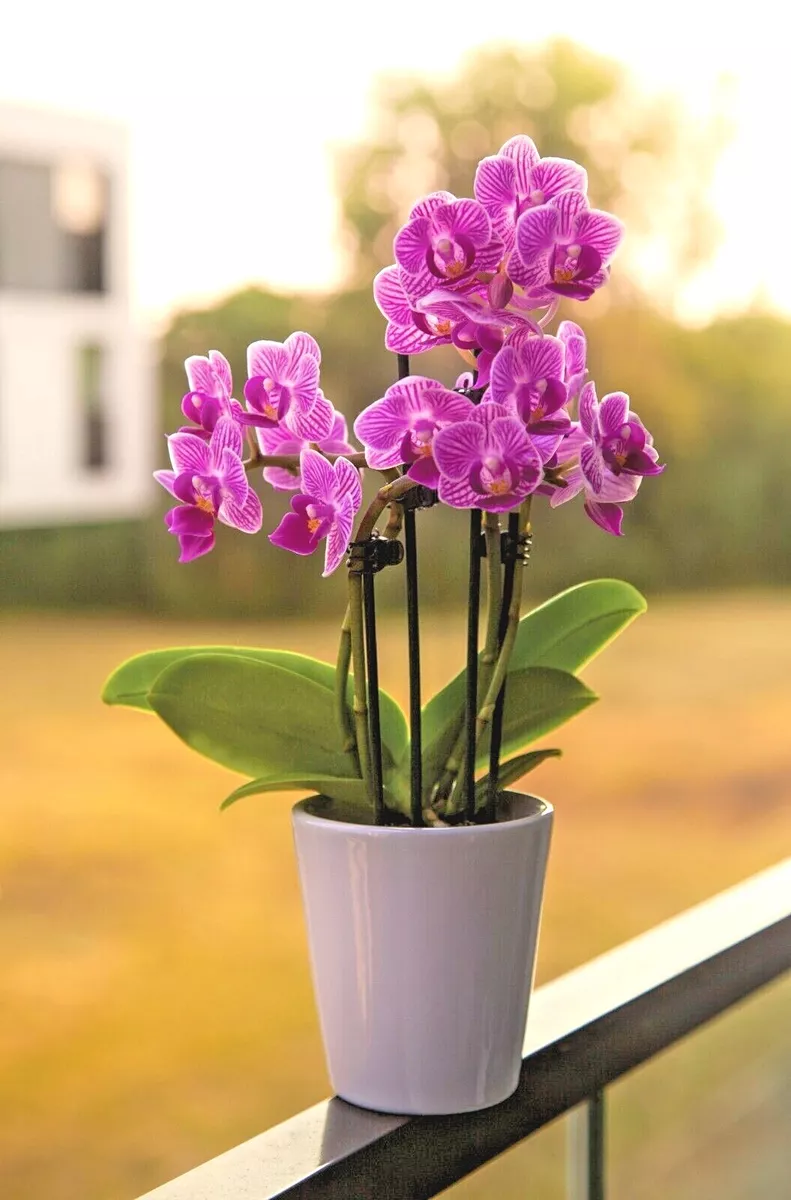 Phalaenopsis Orchid Potting Soil Coir based Orchid Compost Fast Draining