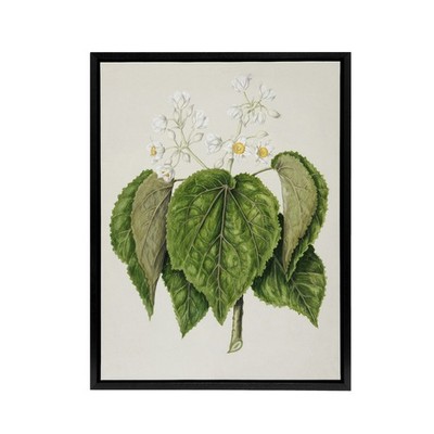 New Zealand Whau Cork Tree Flowers Featon Framed Canvas Wall Art Print