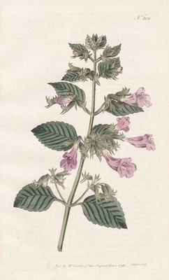 Melissa Grandiflora Minze mint Botanical engraving Kupferstich Curtis 208