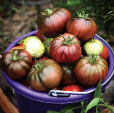 Black Krim Tomato Seeds- 100 seeds -Original variety from Ukraine-Price Drop