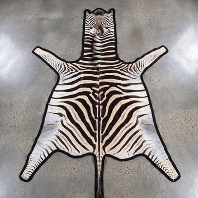 MASSIVE FELTED TROPHY GRADE AFRICAN BURCHELL ZEBRA HIDE RUG - US SHIPPER